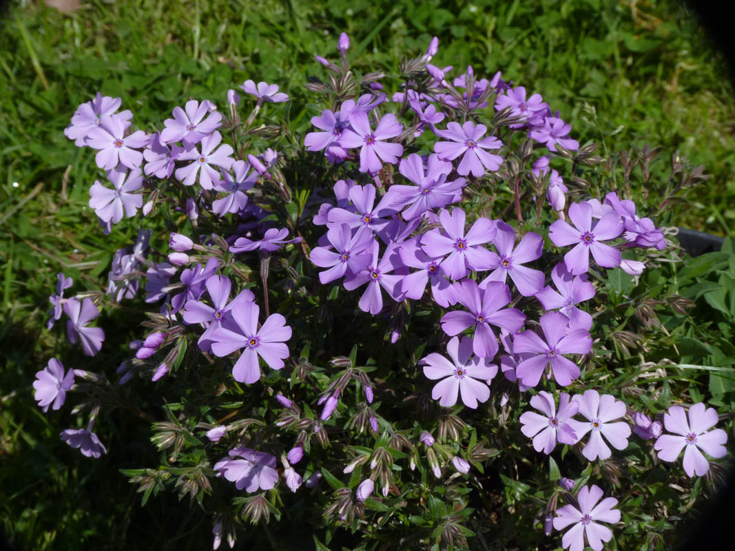 Phlox subulata 'Purple Beauty' photo
